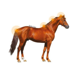 Animaderm Clear Lotion