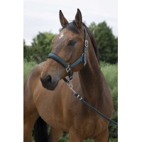 Halster + leadrope Norton Large Donkergroen