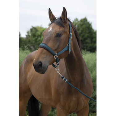 Halster + leadrope Norton Large Donkergroen