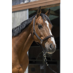Halster Norton Satijn Chocolade Bruin
