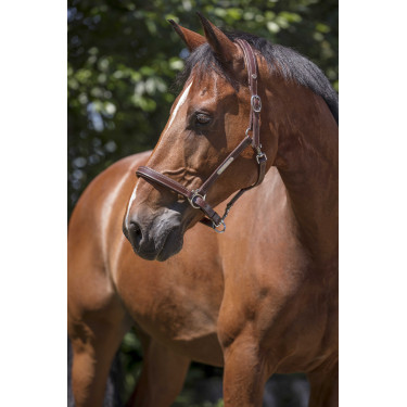Lederen halster Norton Pro Grooming Havana Bruin Lederen halster Norton Pro Grooming Havana Bruin