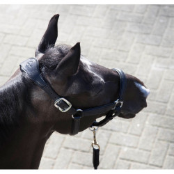 Halster LeMieux Anatomic Halster LeMieux Anatomic