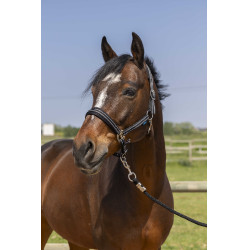 Halster Norton 4lines Zwart