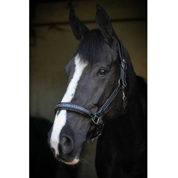 Lederen halster Pénélope Point Sellier Zwart