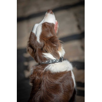 Halsband voor hond Pénélope Pearl Zwart / wit