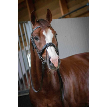 Bridon Pénélope Daily Zwart