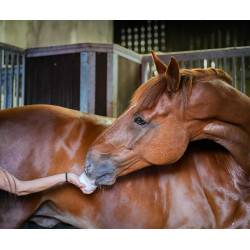 Liksteen Little Likit