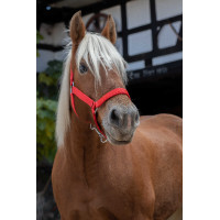 Norton Pro halster voor trekpaard Rood