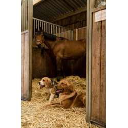 Nylon hondenhalsband Diego & Louna Nylon hondenhalsband Diego & Louna