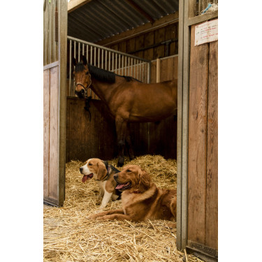 Nylon hondenhalsband Diego & Louna Nylon hondenhalsband Diego & Louna