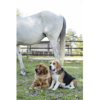 Leren halsband Diego & Louna voor hond Natuurlijk Bruin Leren halsband Diego & Louna voor hond Natuurlijk Bruin