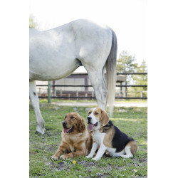 Leren halsband Diego & Louna voor hond Natuurlijk Bruin