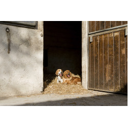 Leren halsband Diego & Louna voor hond Natuurlijk Bruin