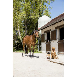 Leren halsband Diego & Louna voor hond Natuurlijk Bruin