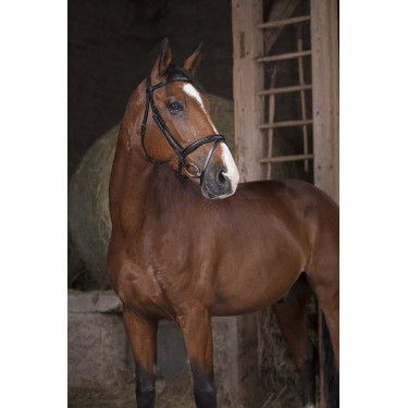 Bridon Norton Pro Combiné Zwart Bridon Norton Pro Combiné Zwart