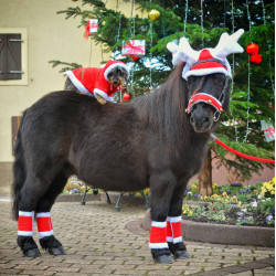 Kerstorenmuts in de vorm van rendiergewei Kerstorenmuts in de vorm van rendiergewei