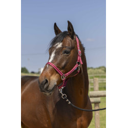 Licol Norton Grooming Bordeaux