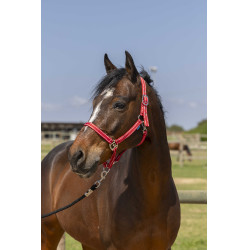Licol Norton Grooming Rood