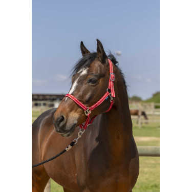 Licol Norton Grooming Rood