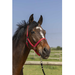 Licol Norton Grooming Rood
