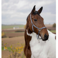 Halster Equithème Nylon Violet Halster Equithème Nylon Violet
