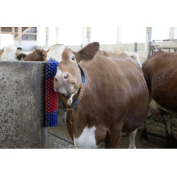 Kerbl muurborstel Kerbl muurborstel