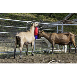 Kerbl muurborstel Kerbl muurborstel