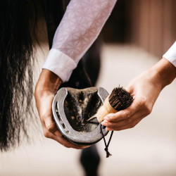 Kleine hoevenkrabber Kentucky Bruin Kleine hoevenkrabber Kentucky Bruin