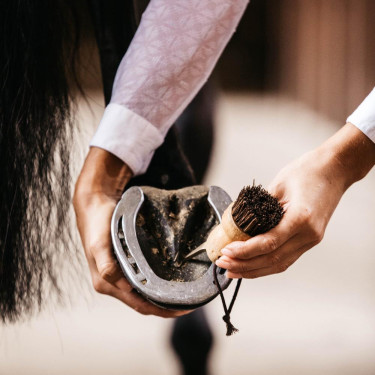 Kleine hoevenkrabber Kentucky Bruin Kleine hoevenkrabber Kentucky Bruin