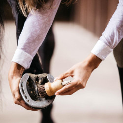 Kleine hoevenkrabber Kentucky Bruin Kleine hoevenkrabber Kentucky Bruin