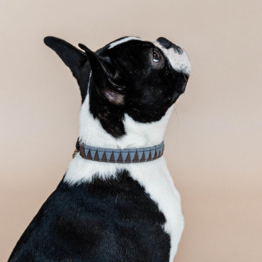 Halsband voor hond Driehoek Kentucky Bruin