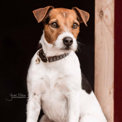 Halsband voor hond Driehoek Kentucky Bruin