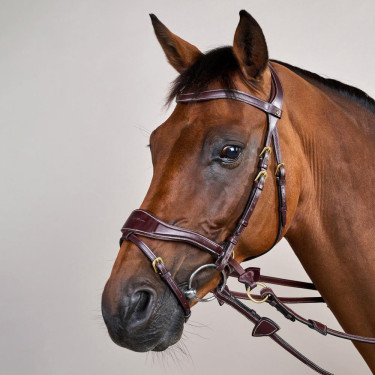 Hoofdstel D Motion D Collectie van Dy'on Bruin