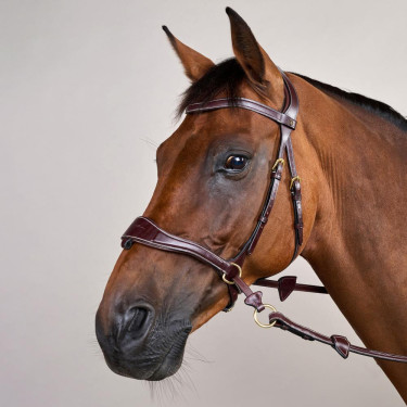 Hoofdstel D Motion D Collectie van Dy'on Bruin