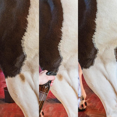 Vlekverwijderaar voor groene vlekken en stof Amandel Grooming Deluxe by Kentucky Vlekverwijderaar voor groene vlekken en stof Amandel Grooming Deluxe by Kentucky