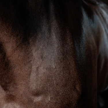 Super glanzende gel Grooming Deluxe van Kentucky Super glanzende gel Grooming Deluxe van Kentucky