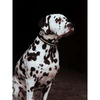 Hondenhalsband Equestrian Stockholm met strass Champagne Beige