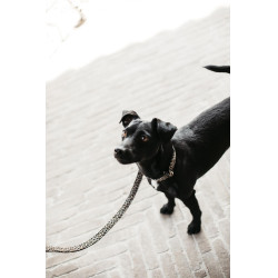 Kentucky Leoparden hondenriem Donkergroen Kentucky Leoparden hondenriem Donkergroen