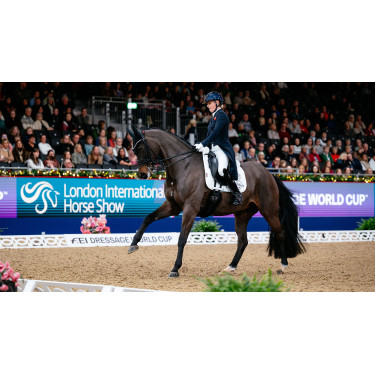 LeMieux ProSport Dressuur SQ Effen Standaardriem Wit