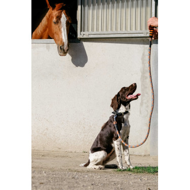 Hondenriem met handvat Equithème Haspen Zwart / oranje handvat Hondenriem met handvat Equithème Haspen Zwart / oranje handvat