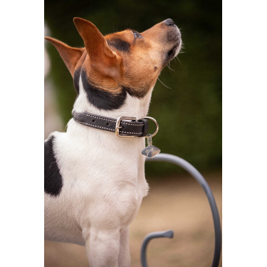 Halsband voor hond Pénélope Olie Havana Bruin