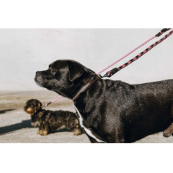 Halsband en riem voor hond EQUITHÈME - Max Bruin