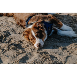 Hondenharnas RIDING WORLD - Simba Marine Marineblauw