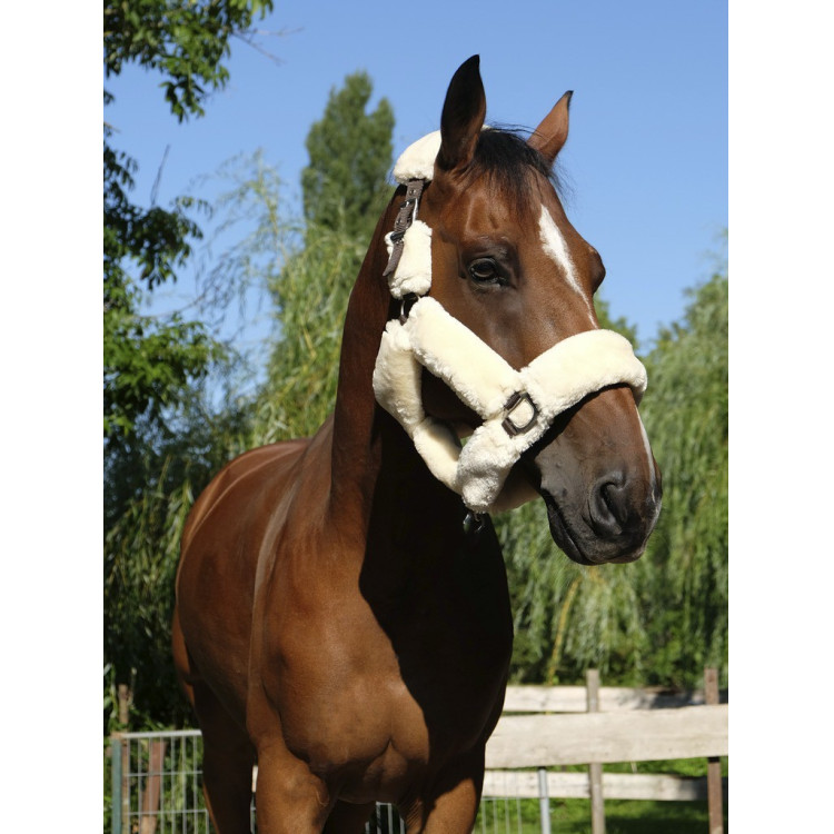 Halster Equithème Teddy