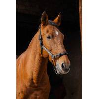 Nylon halster Equithème Domino Blauw