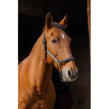Nylon halster Equithème Domino Koper Bruin
