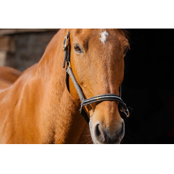 Nylon halster Equithème Domino Koper Bruin