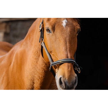 Nylon halster Equithème Domino Koper Bruin