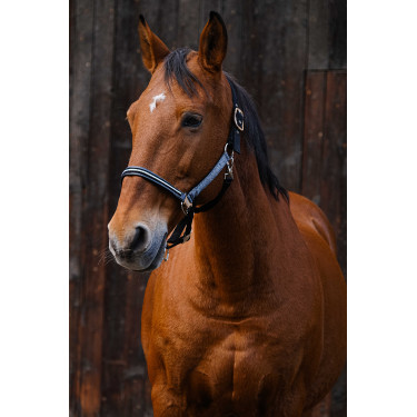 Nylon halster Equithème Domino Grijs Nylon halster Equithème Domino Grijs