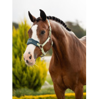 Halster en leadrope LeMieux Vogue Esme Blauw maïs